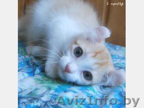 Американский керл. Котята - Изображение #1, Объявление #2623