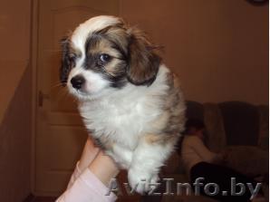 Китайская-хохлатая щенок 2 мес - Изображение #1, Объявление #2624