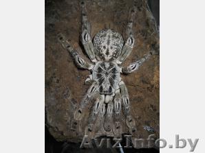 Паук-птицеед Heteroscodra maculata - Изображение #1, Объявление #2627