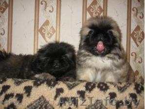 Пекинес щенки 1,5 месяца - Изображение #1, Объявление #2625