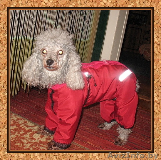одежда для собак - Изображение #1, Объявление #8724