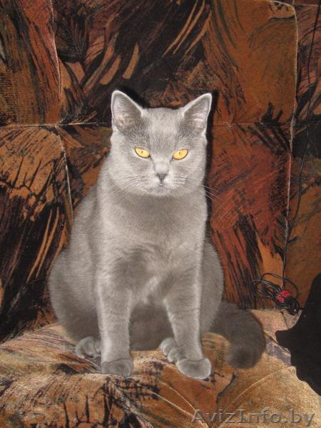 Продаётся  британская кошечка (2,5 года)  - Изображение #1, Объявление #7181