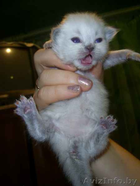 котята персидские. - Изображение #1, Объявление #8567