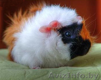 Куплю морскую свинку - Изображение #1, Объявление #14294