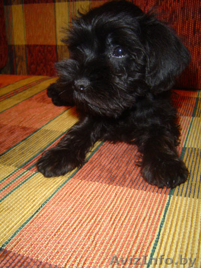 Цвергшнауцера щенки - Изображение #1, Объявление #16736