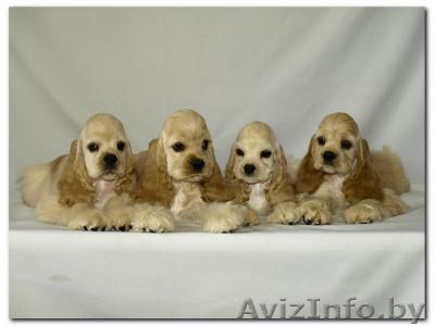 щенки американского кокер-спаниеля - Изображение #1, Объявление #17959