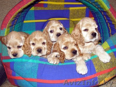 Продаются щенки американского кокер-спаниеля - Изображение #1, Объявление #12598