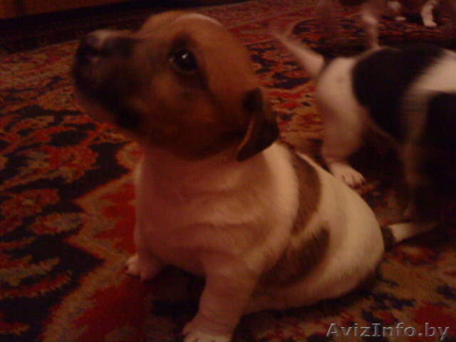 Щенок Джек Рассел Терьера - Изображение #1, Объявление #18623