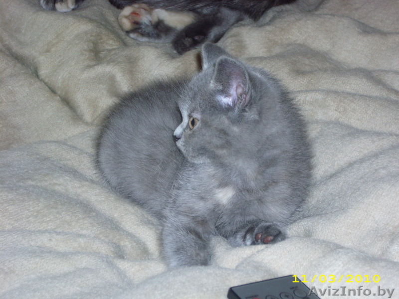 Британский котёнок( девочка ) - Изображение #1, Объявление #14517