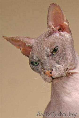 Кот донской сфинкс. Вязка - Изображение #1, Объявление #14745