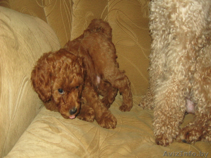 Продам карликового пуделя - Изображение #1, Объявление #18271