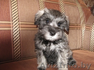 Щеночков цвергшнауцера - Изображение #1, Объявление #18098