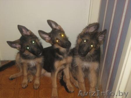 Немецкие овчарки - Изображение #1, Объявление #14693