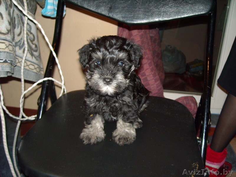 Продается щенок Цвергшауцера! - Изображение #1, Объявление #17366