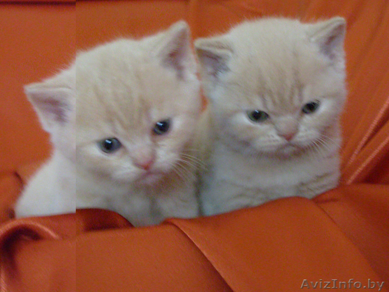  Великолепные британци - Изображение #1, Объявление #13950