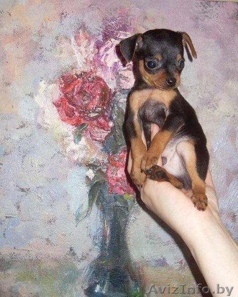 той терьер мини - Изображение #1, Объявление #11823