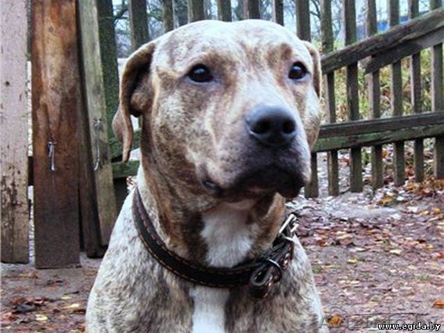 Девочка питбультерьера в дар - Изображение #1, Объявление #25582