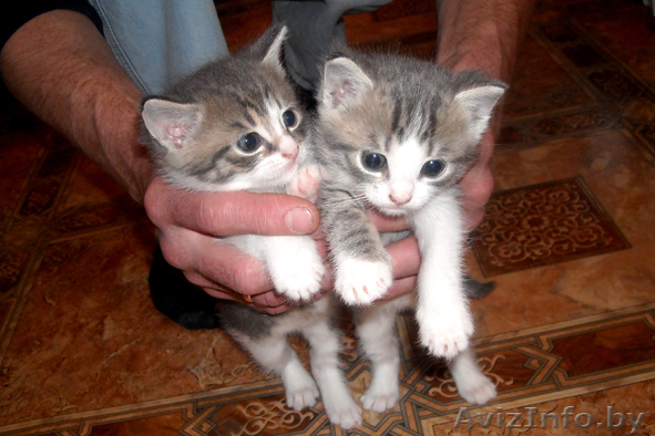 Отдам котят в хорошие руки  - Изображение #1, Объявление #27329