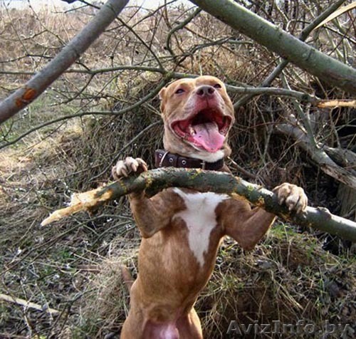 крупный рыже-тигровый питбуль в дар - Изображение #1, Объявление #25581