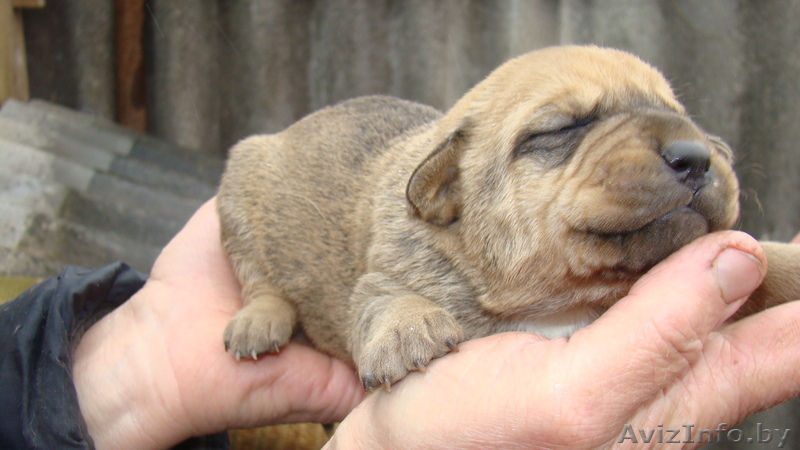 продам шенков без родословной 30 у.е - Изображение #1, Объявление #24286