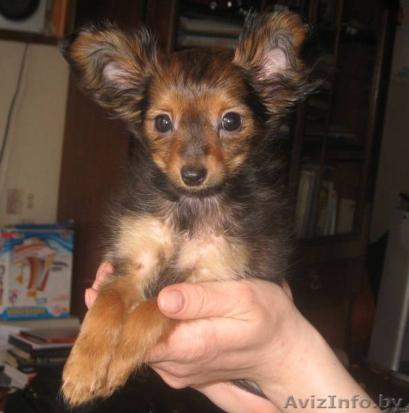 очаровательная девочка дл/ш той-терьера - Изображение #1, Объявление #23755