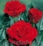 саженцы чайно-гибридных роз - Изображение #1, Объявление #27525