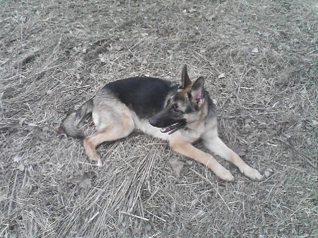 немецкой овчарки щенки с родословной - Изображение #1, Объявление #21464