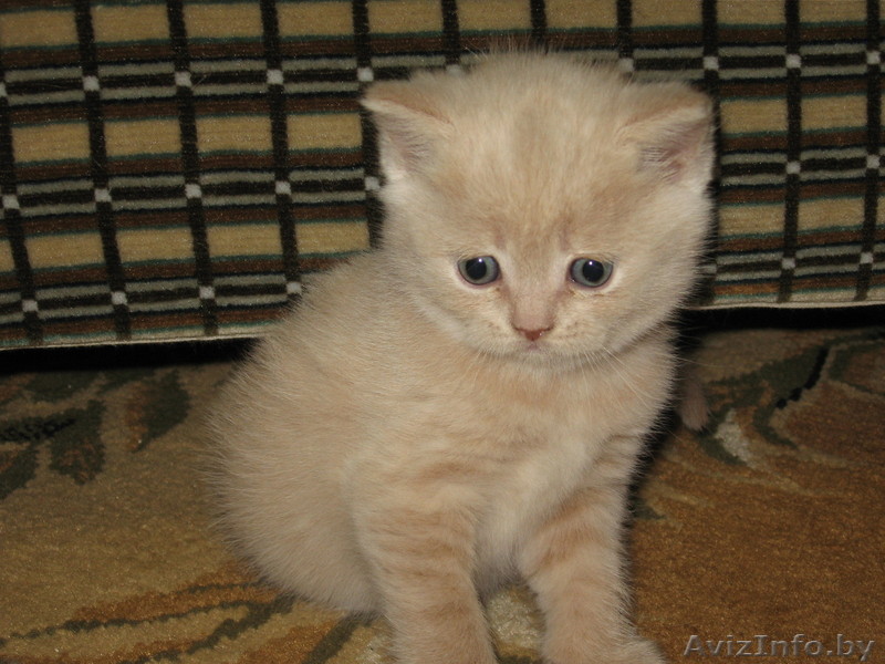 Котенок (Британец) - Изображение #1, Объявление #23654