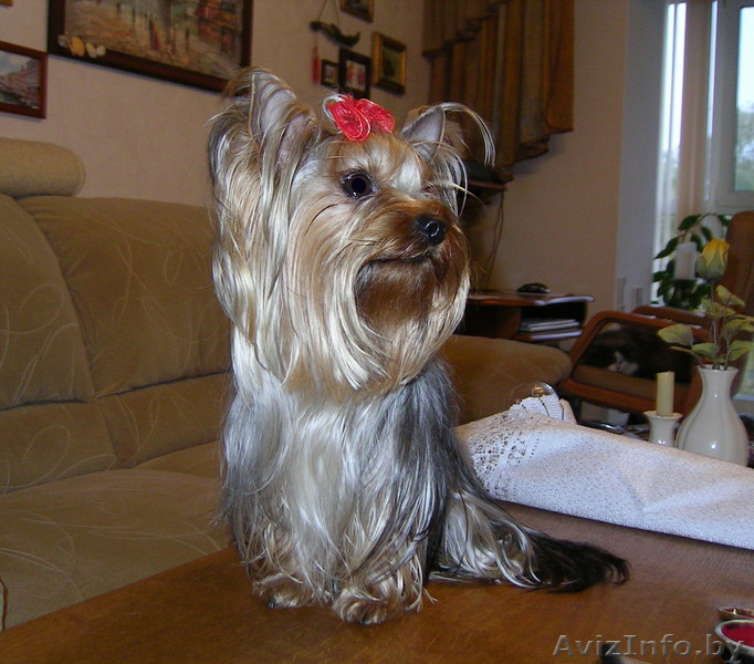 Продам щенка йоркширского терьера (мальчик) - Изображение #1, Объявление #21561