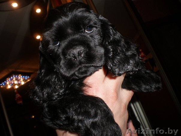 щенки американского кокер спаниеля - Изображение #1, Объявление #20802