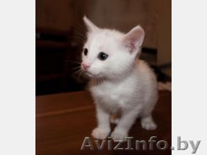 отдам котенка 1,5 мес. в хорошие руки - Изображение #1, Объявление #29552