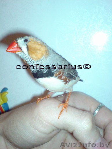 Амадины зебровые, японскиеЮ, гульдовые - Изображение #1, Объявление #34175
