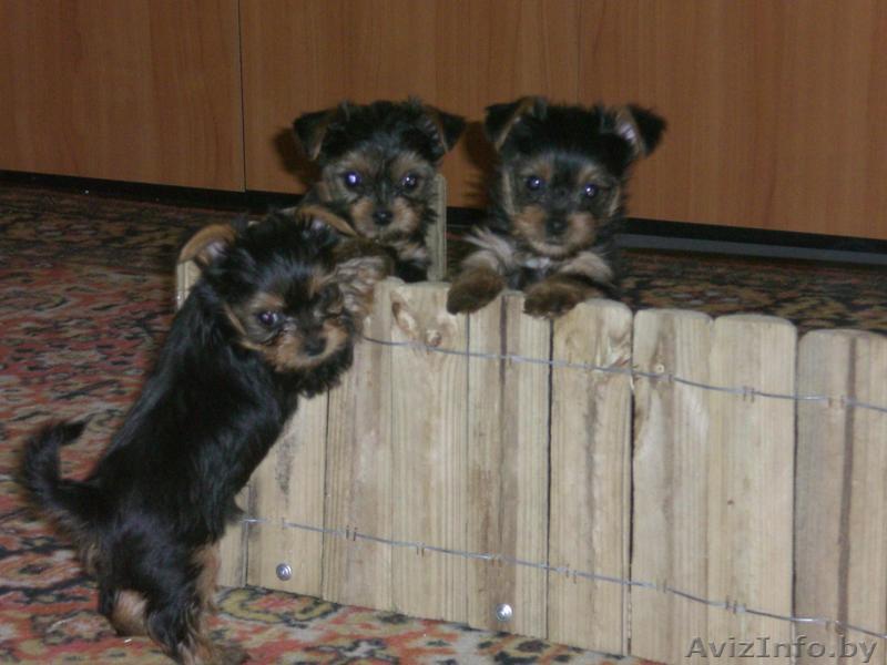 щенки йокширского терьера - Изображение #1, Объявление #35477