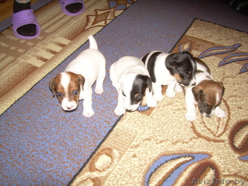 продаю щенков джек рассел терьера - Изображение #1, Объявление #28351