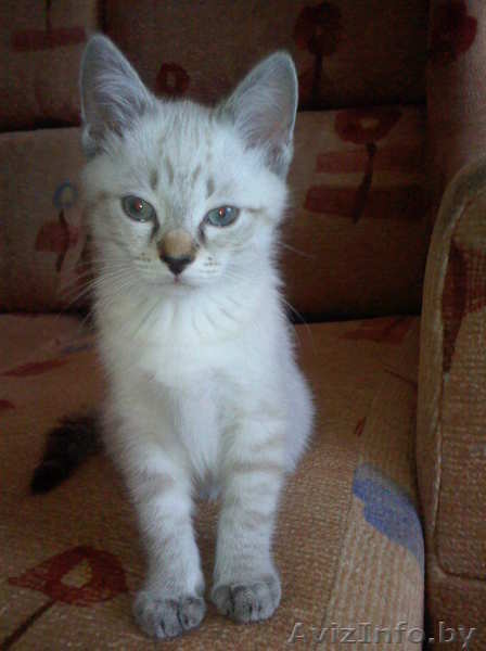 Котёнок в хорошие руки - Изображение #1, Объявление #29567