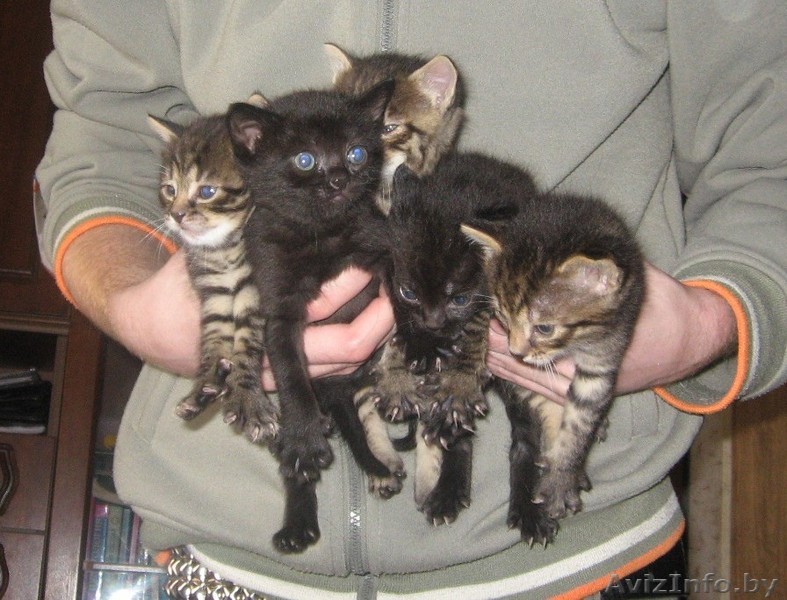 Котята безвозмездно, то есть даром! - Изображение #1, Объявление #36743
