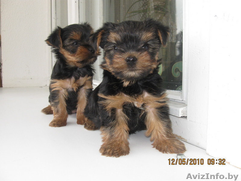 йоркширский терьер - Изображение #1, Объявление #34955