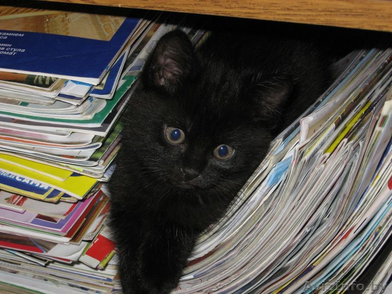 Подарю забавного котенка (мальчик) - Изображение #1, Объявление #29241