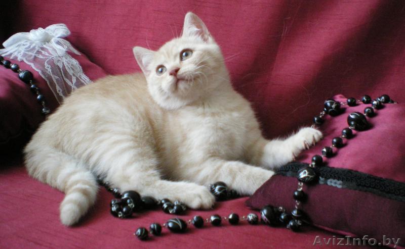 Британские котята редких окрасов - Изображение #1, Объявление #30105