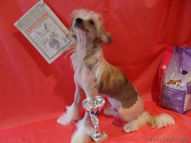 китайская хохлатая - Изображение #1, Объявление #31900