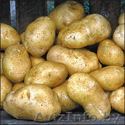 Реализуем с поля Молодой Картофель 2010г урожай (Украина) - Изображение #1, Объявление #32289