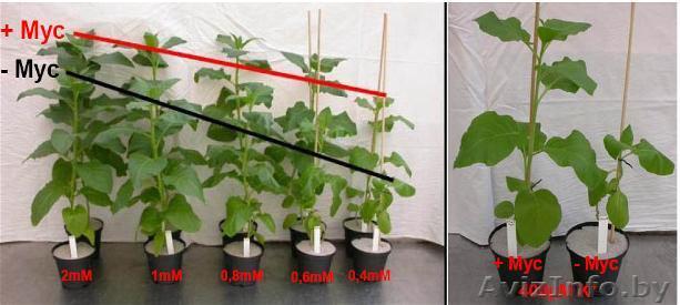 МИКОПЛАНТ биорегулятор роста растений, ни грамма химии - Изображение #1, Объявление #34631