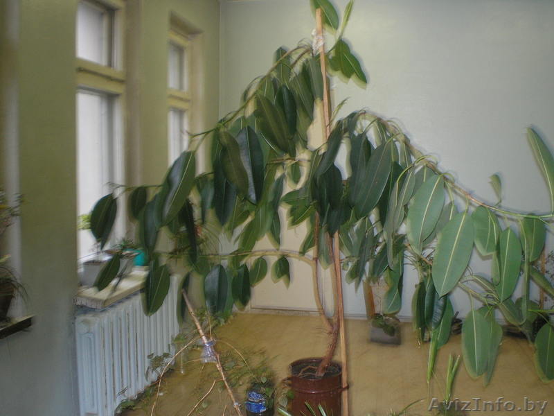 продаю   растение   фикус - Изображение #1, Объявление #28944