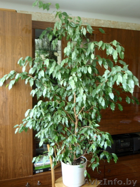 фикус мелколистный - Изображение #1, Объявление #31496