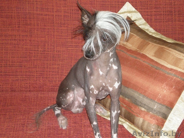 Китайская хохлатая собака. Родословная. Срочно! - Изображение #1, Объявление #31520