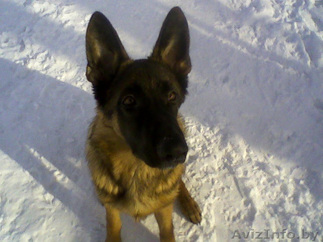 Помощь в выгуле собак в вашем раойне - Изображение #1, Объявление #28563