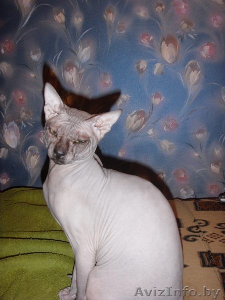 Объявление о вязке - Изображение #1, Объявление #33437