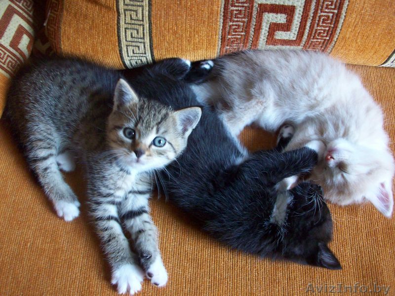 катят отдам бесплатно!!! - Изображение #1, Объявление #40248