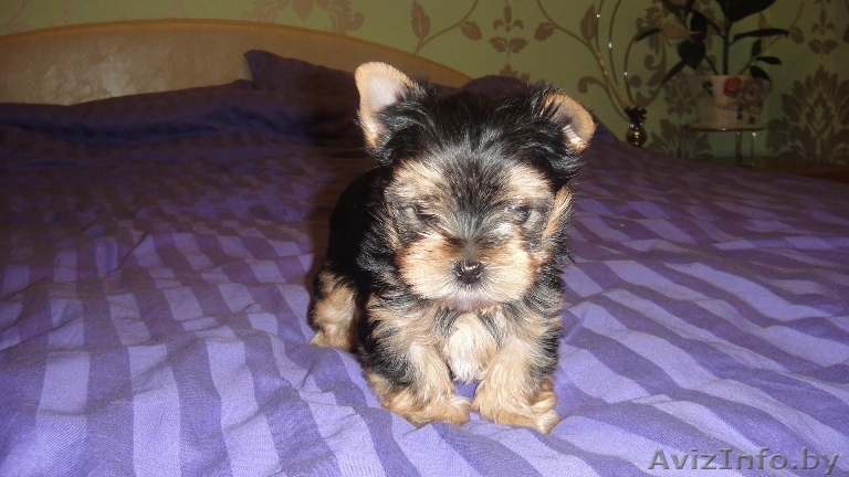 продаются щенки йоркширского - Изображение #1, Объявление #45213