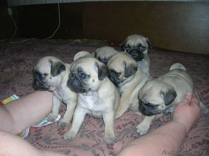 щенки мопса от родителей чемпионов! - Изображение #1, Объявление #43179